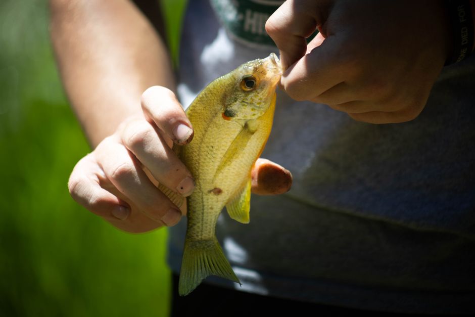 Close-up of a man holding a bright yellow sunfish in sunlight. Ideal for fishing and outdoor themes.